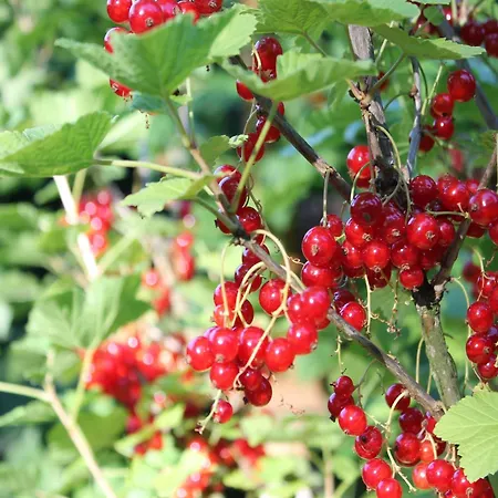 Inviting In With Communal Garden Apartment Wendelstorf