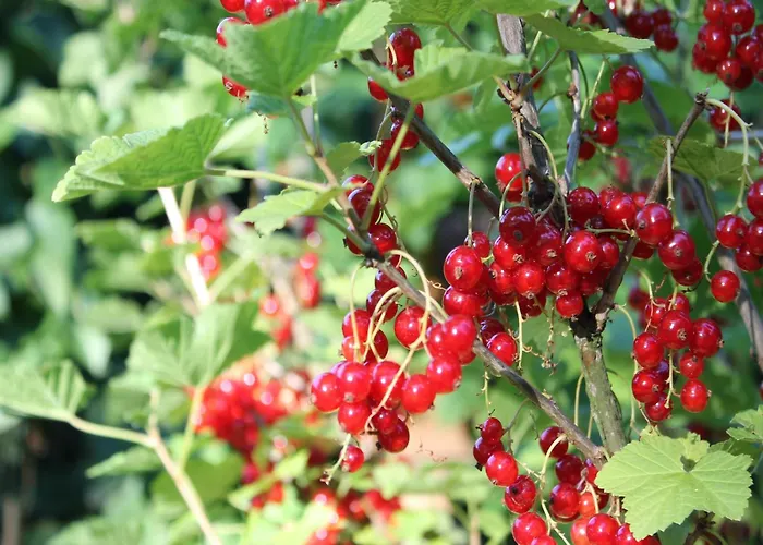 Inviting In With Communal Garden Appartement Wendelstorf